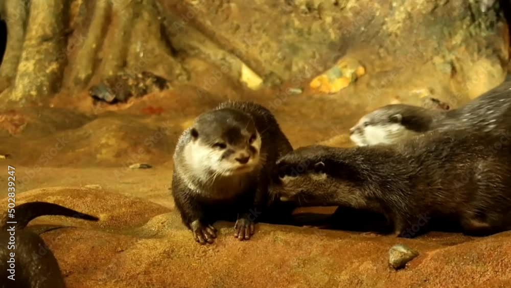 otter on the rock otter on the rock