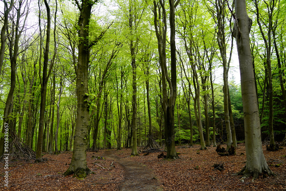 Forest in spring, footpath and bright green leaves Forest in spring, footpath and bright green leaves
