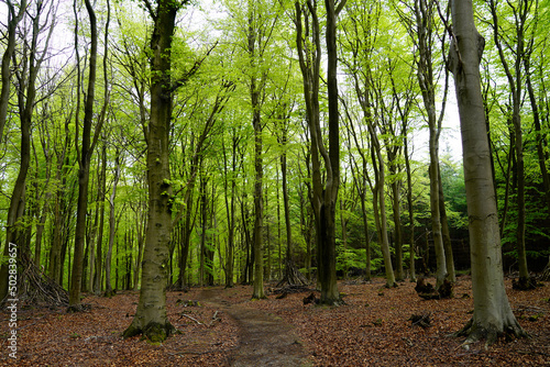 Forest in spring, footpath and bright green leaves 