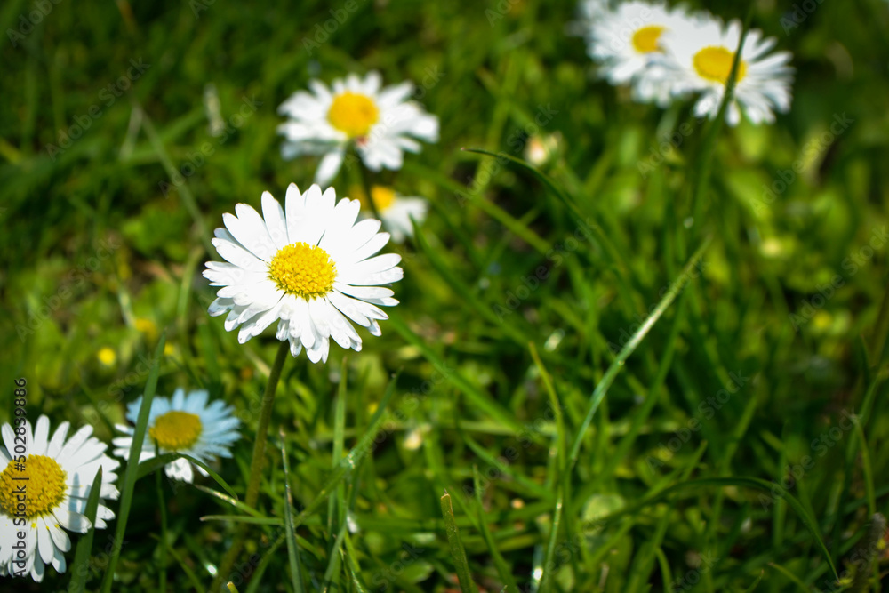 Chamomile flower among green grass and leaves, natural background. daisies among the green grass. High quality photo Chamomile flower among green grass and leaves, natural background. daisies among the green grass. High quality photo