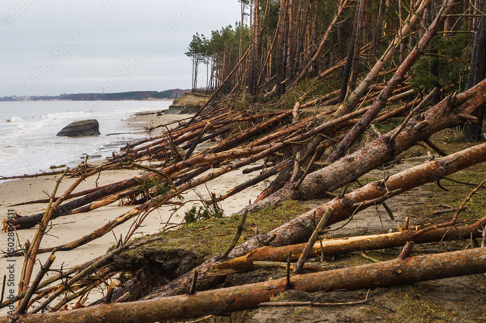 The devastation after the storm. Collapsed sea shores. Fallen damaged forest. Consequences of the sea storm.