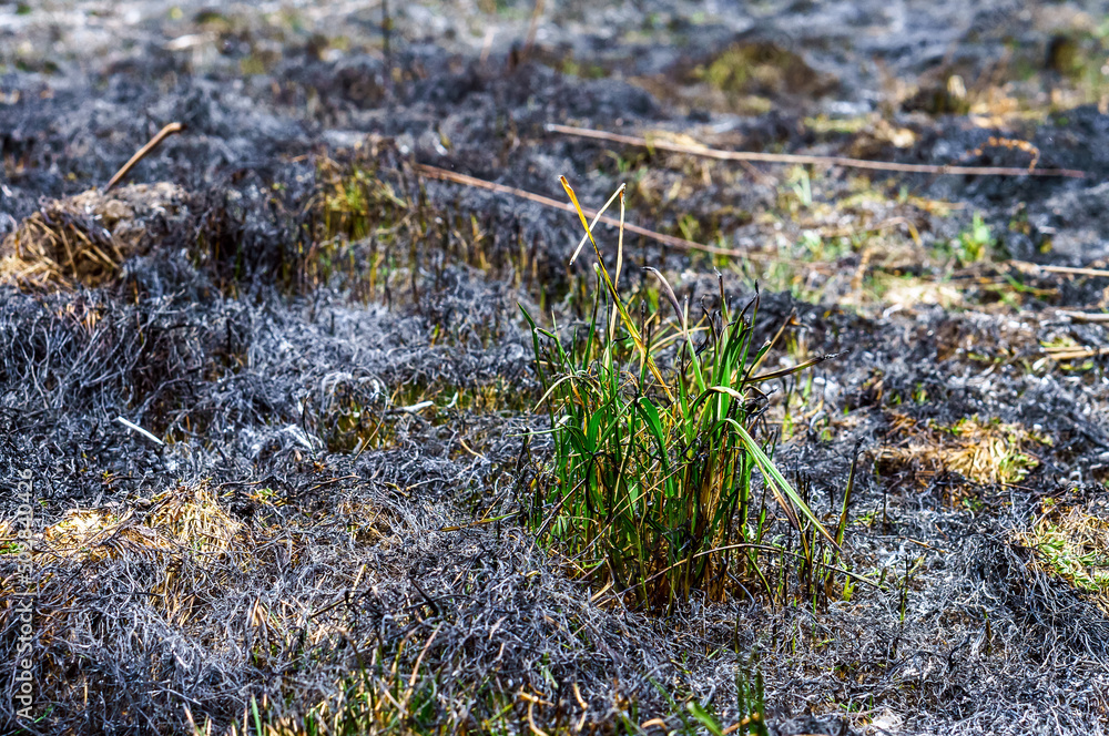 Grass Fall. Burned field. A field burned by fire. Fields after fire. Grass Fall. Burned field. A field burned by fire. Fields after fire.