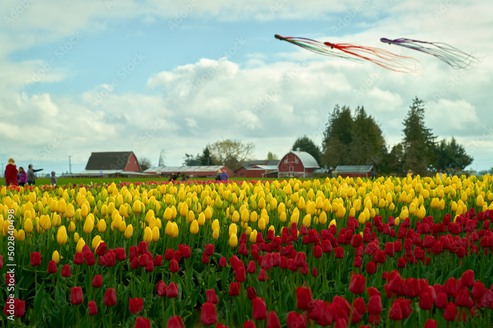 Skagit Valley Kites and Tulip Field Washington State. A field of tulips with kites overhead at the Skagit Valley Tulip Festival, Washington State.


