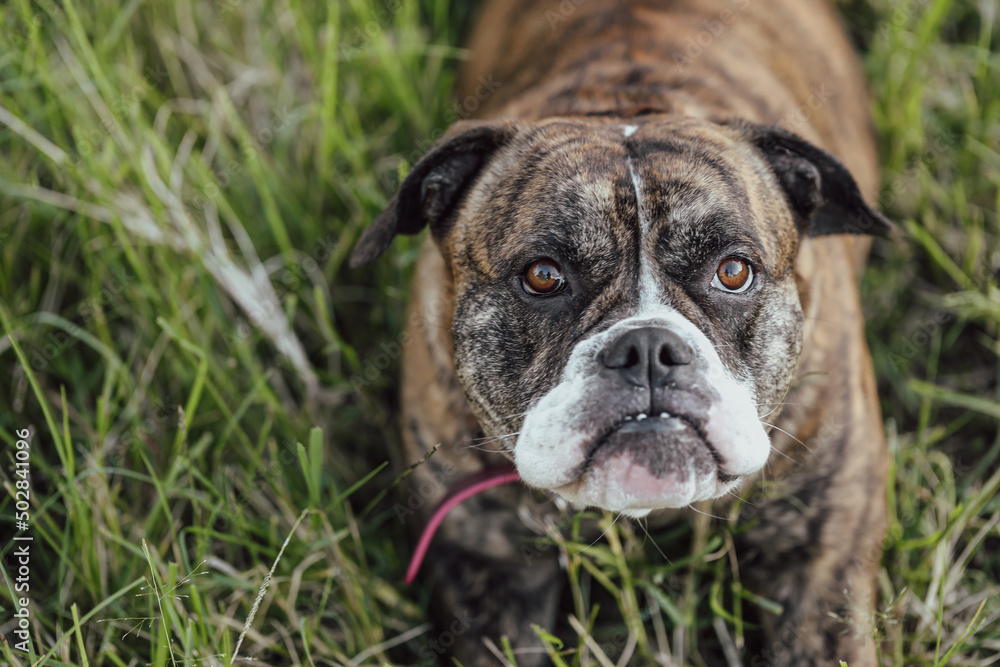 Grumpy looking American Bulldog breed dog lying in grass looking up Grumpy looking American Bulldog breed dog lying in grass looking up
