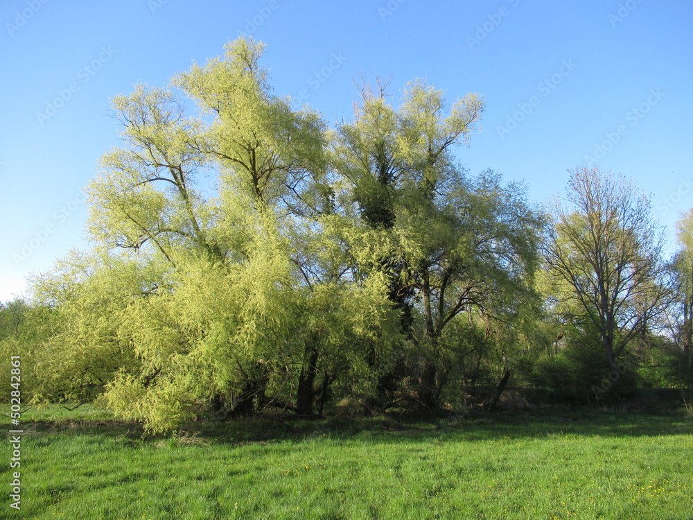 Fototapeta premium Silberweide in voller Pracht an einer Wiese