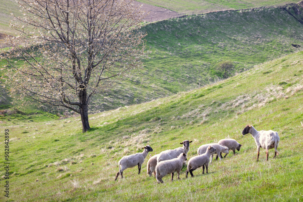 Motif of a spring rural landscape with grazing sheep on a grassy meadow. The Hrinova village in Slovakia, Europe.