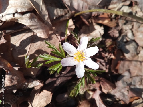 Buschwindröschen zwischen Laub im Wald