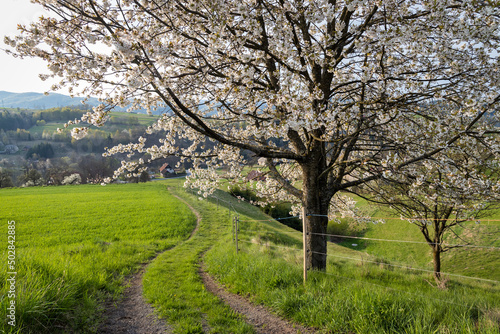 Spring rural landscape motif. A field path next to a flowering fruit tree.