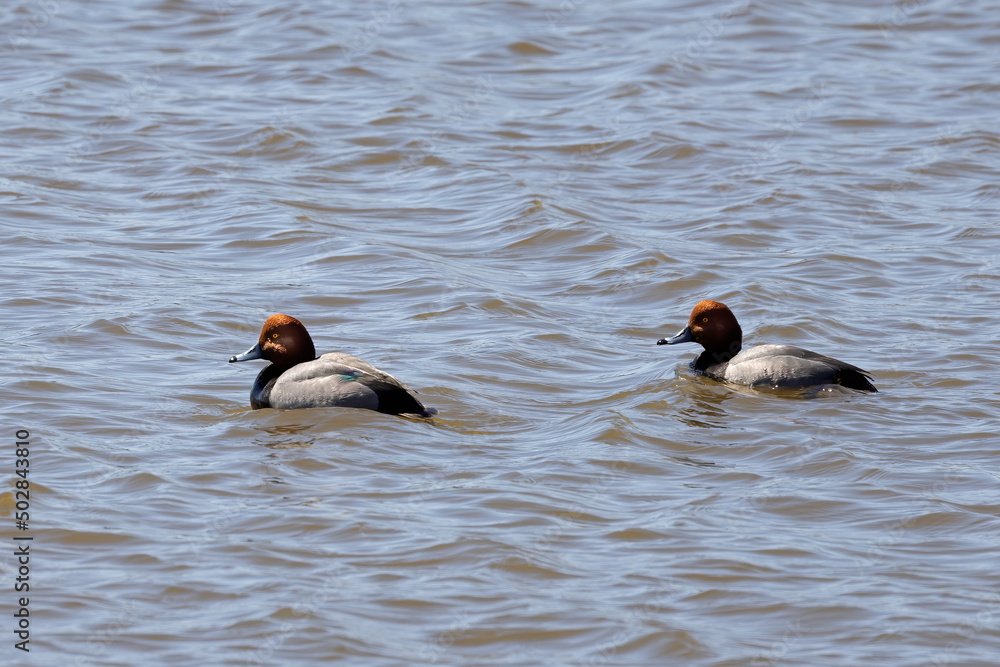 The redhead duck (Aythya americana).
A diving duck specially adapted to foraging underwater. The redhead duck (Aythya americana).
A diving duck specially adapted to foraging underwater.