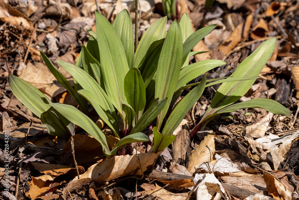 Wild Ramps wild garlic ( Allium tricoccum), commonly known as ramp