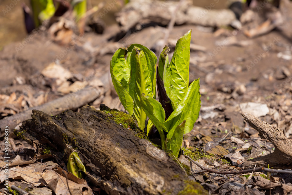Skunk cabbage (Symplocarpus foetidus)
is one of the first native plants to grow and bloom in early spring in the Wisconsin. Skunk cabbage (Symplocarpus foetidus)
is one of the first native plants to grow and bloom in early spring in the Wisconsin.