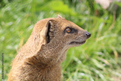 Mongoose close up