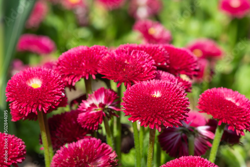 Common daisy  bellis perennis  flowers in bloom