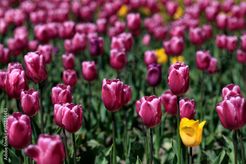 Purple and yellow tulips on nature background