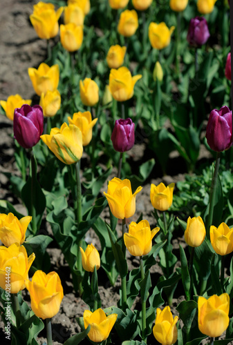 Purple and yellow tulips on nature background