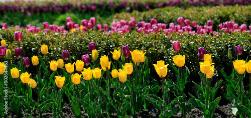 Purple and yellow tulips on nature background