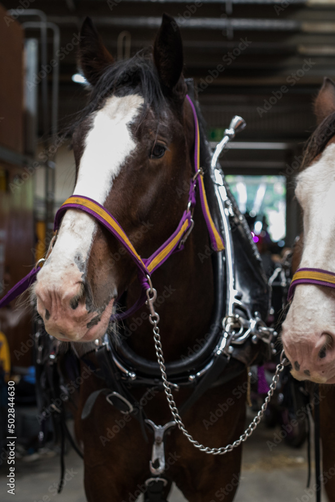 Obraz premium Horses