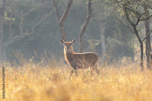 Waterbuck on the meadow. Antelopes in Lake Mburo National park. African safari.