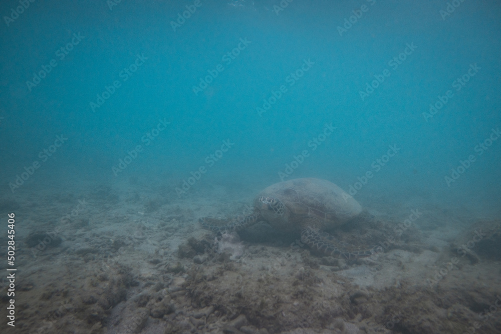 Fototapeta premium Underwater