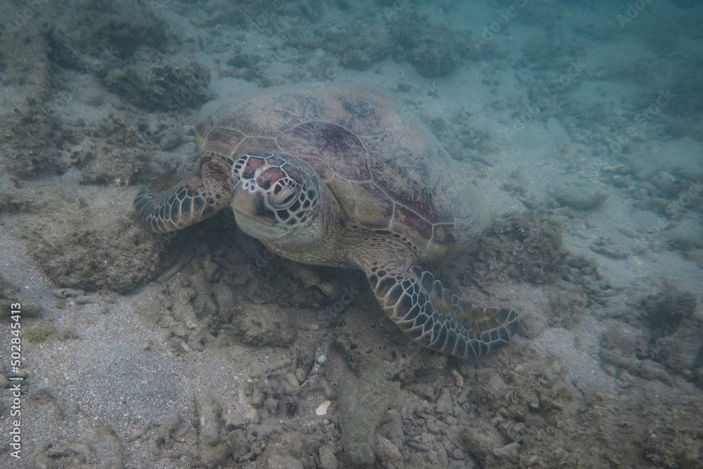 Obraz premium Underwater