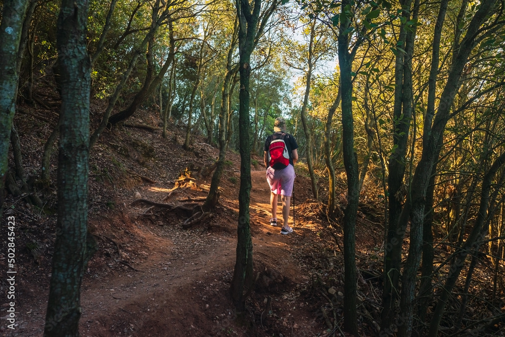 young woman hiking on a forest track. enjoying her holiday. woman walking in nature. young woman hiking on a forest track. enjoying her holiday. woman walking in nature.