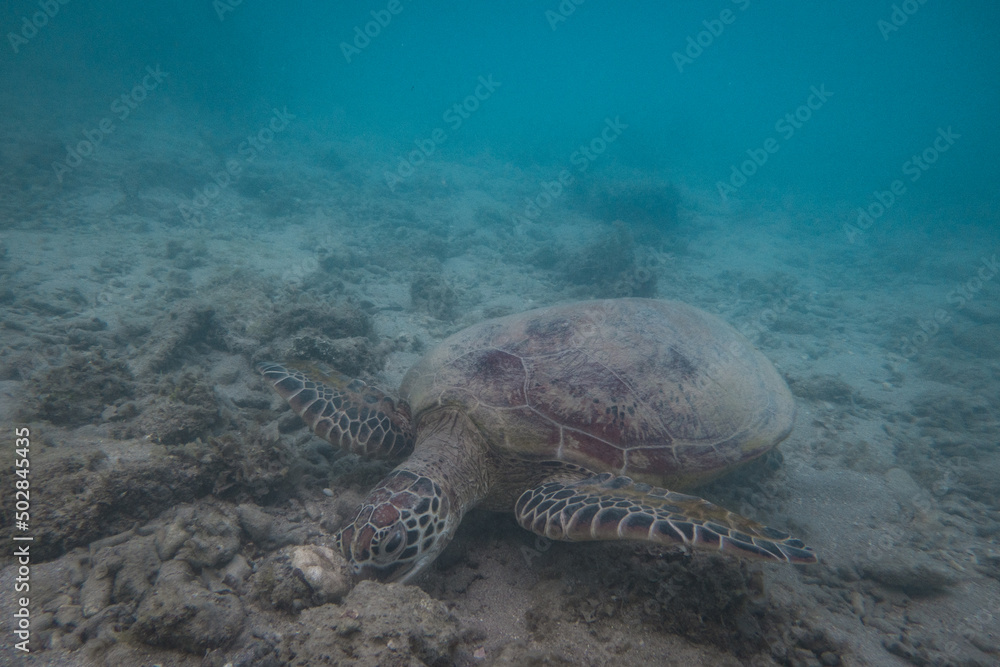 Obraz premium Underwater