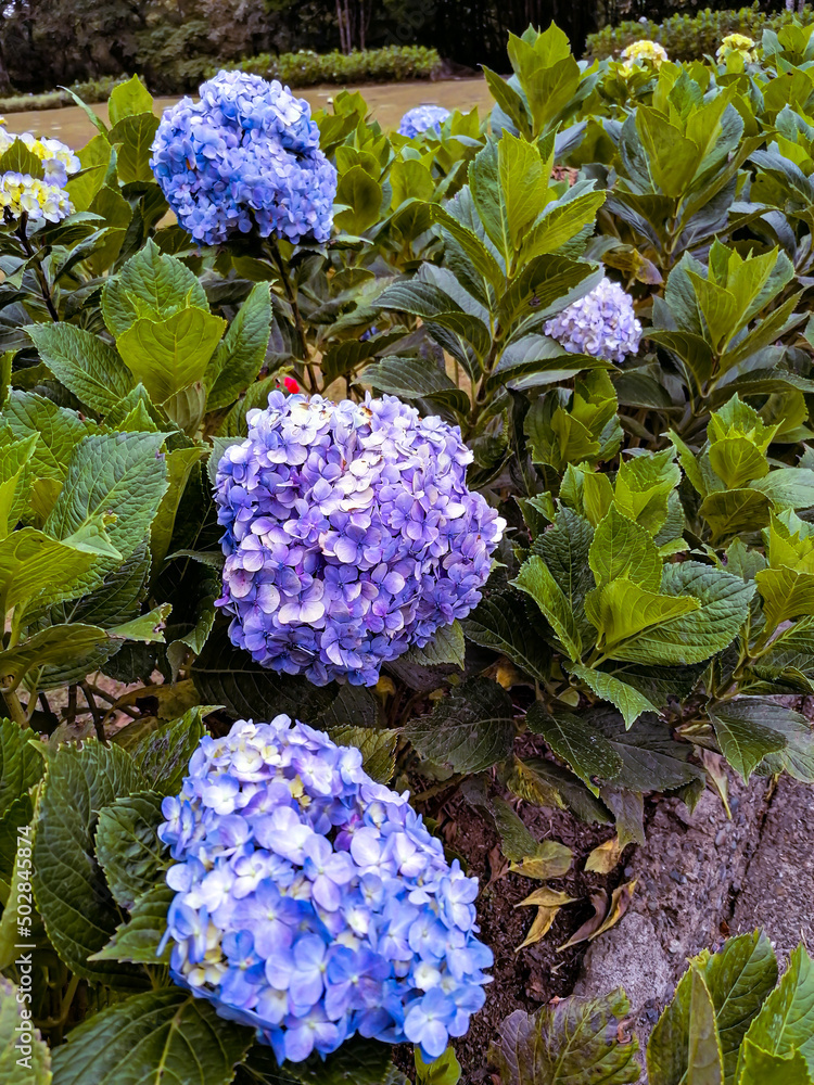 Hortensias trio