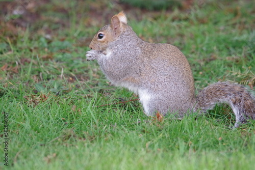squirrel on the grass