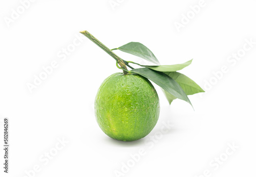 Green tangerines on a branch with leaves on white background.