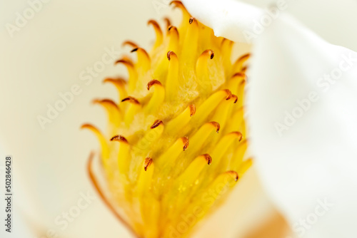 Magnolia and pollination, Closeup to Fallen of pollination stamens . Flower images.
