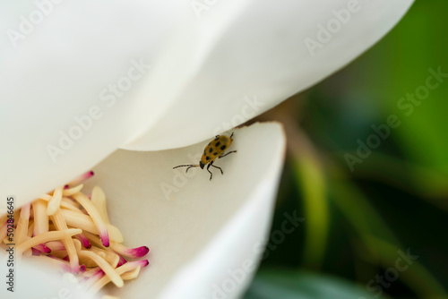 Magnolia and pollination, Closeup to Fallen of pollination stamens with ladybug. Flower images.