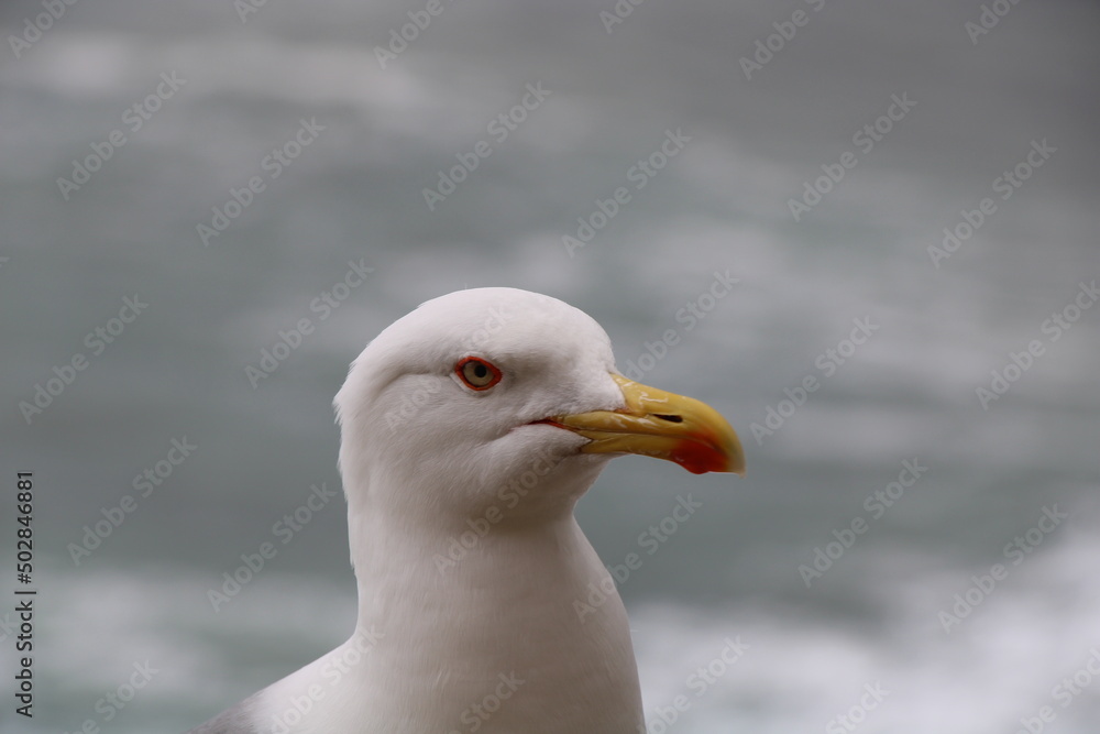 Sea gull in Camogli | At the esplanade