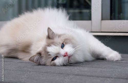 Fotografija Ragdoll cat laying on deck and looking at camera with serious face