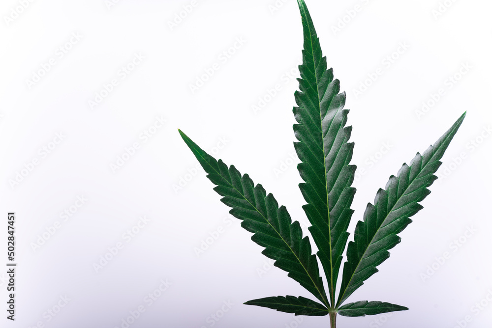 Cannabis studio photoshoot, check the details. Cannabis studio photoshoot, check the details.