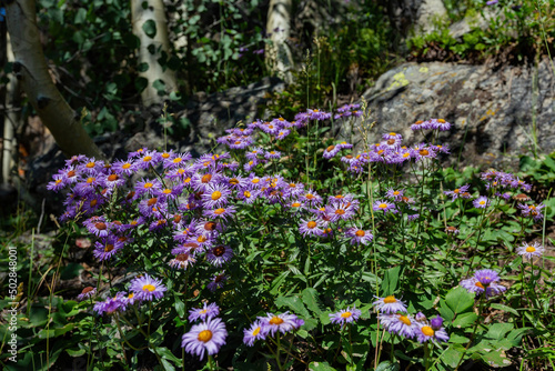 Fototapeta Naklejka Na Ścianę i Meble -  Close up shot of Aster alpinus flower blossom