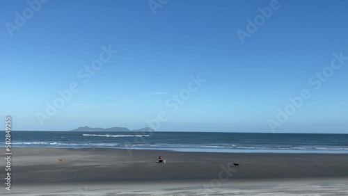 Hombre jugando con perros en playa playa punta chame, panamá.	
 photo