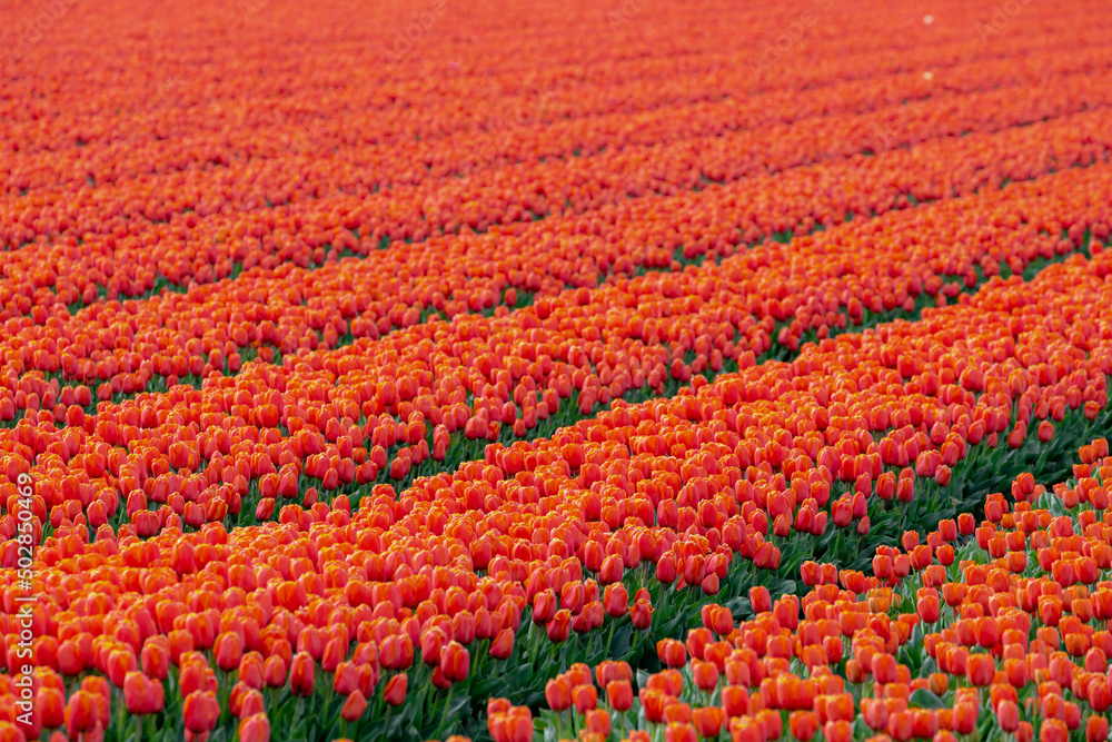 Selective focus rows of colorful orange flowers in the field, Nature floral background, Tulips form a genus of spring-blooming perennial herbaceous bulbiferous geophytes, Tulip festival in Netherlands