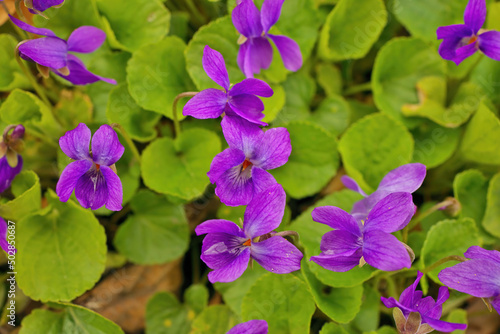 Common Violets growing wild in the spring aka Wood Sweet English or Garden Violet