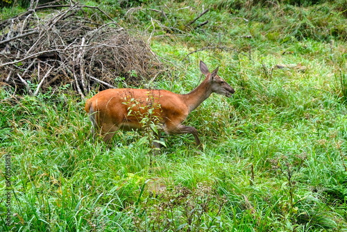 a young deer grazes on a green lawn