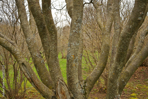 A Multi Stem Tree with Many Trunks Background Texture