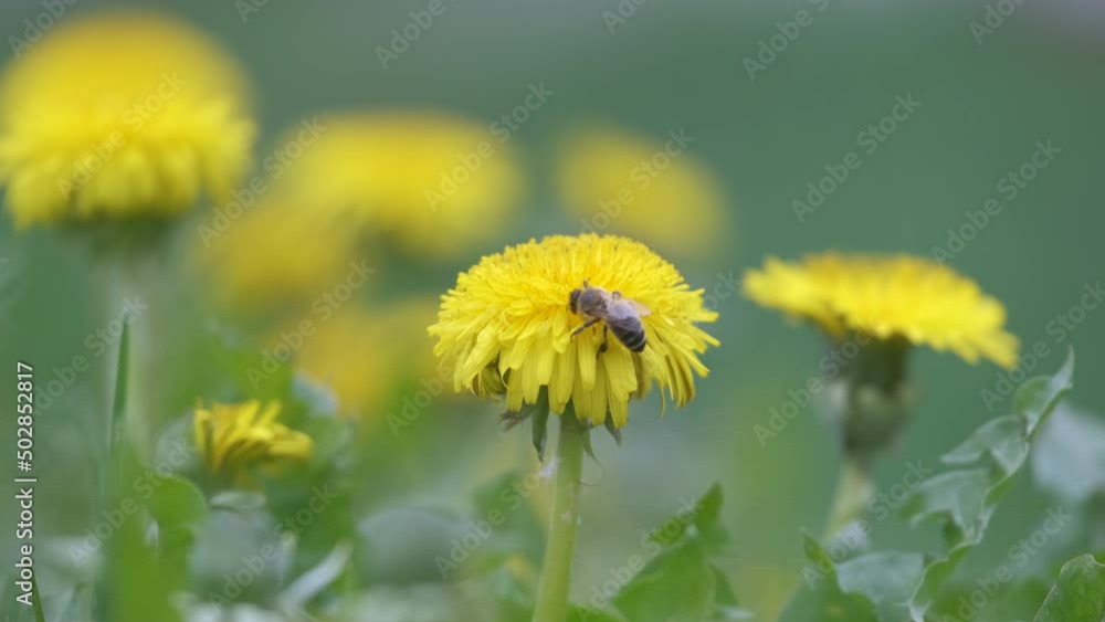 Honey bee gathering nectar on yellow dandelion flowers blooming on summer meadow in green sunny garden Honey bee gathering nectar on yellow dandelion flowers blooming on summer meadow in green sunny garden