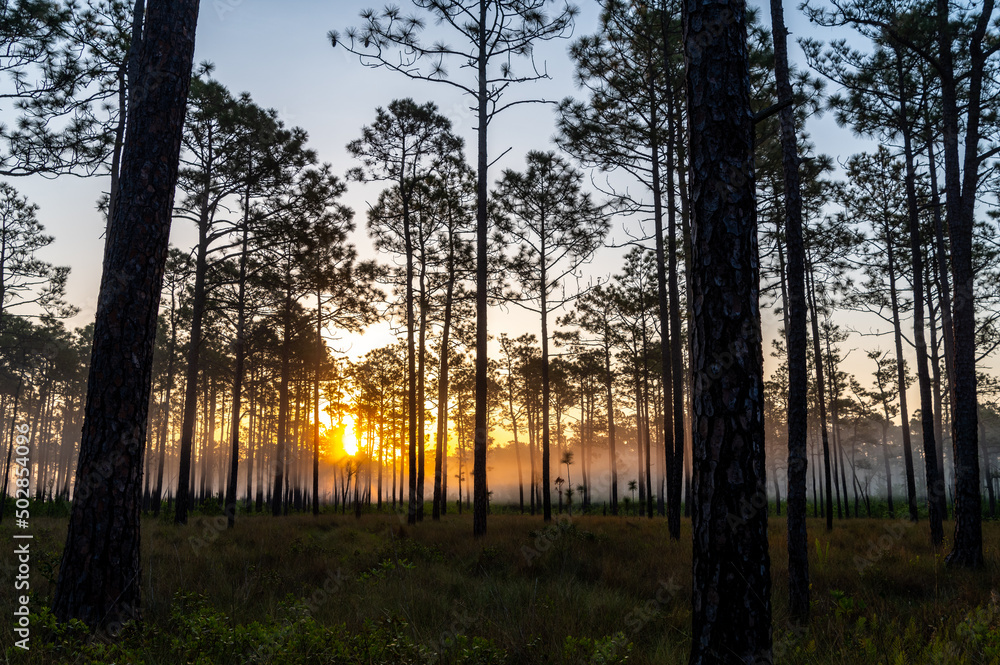 Fog and un Illuminate the Pines Fog and un Illuminate the Pines