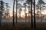 Low Fog in the Longleaf Pine Savanna