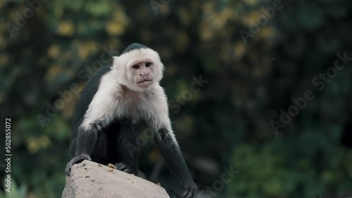 Capuchin Monkey In The Jungle Sitting On Rock And Scratching Its Foot. wide, slow motion photo