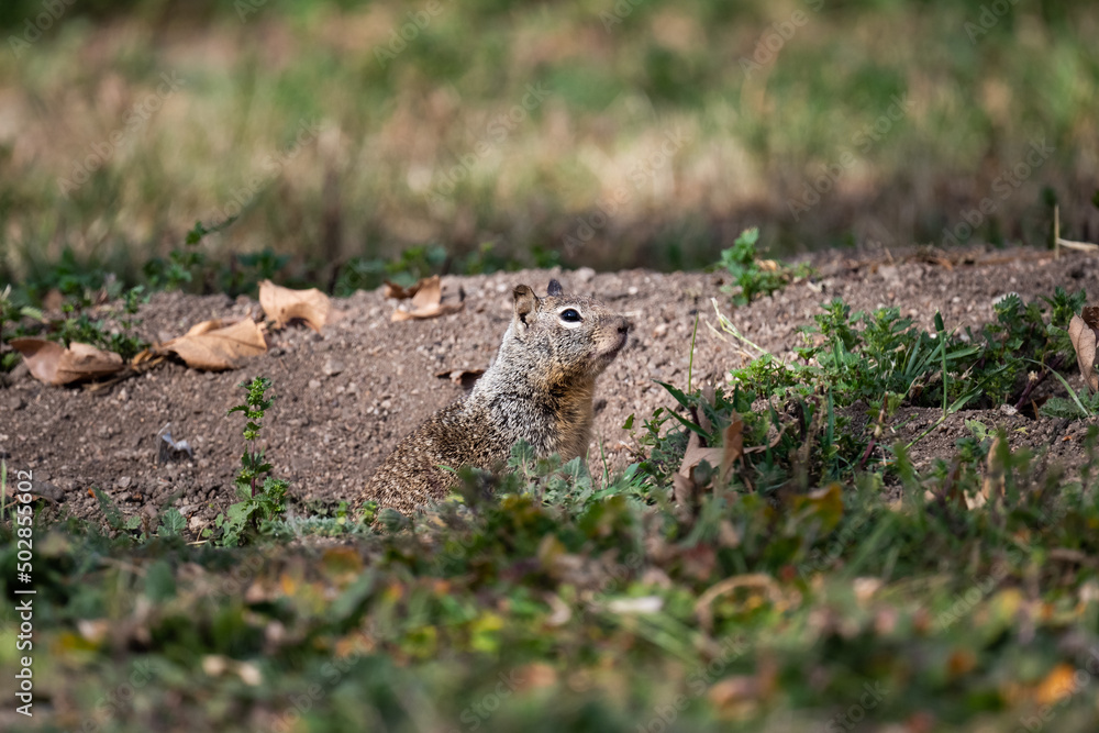 California ground squirrel in the grass California ground squirrel in the grass