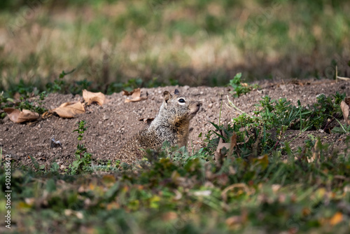 California ground squirrel in the grass