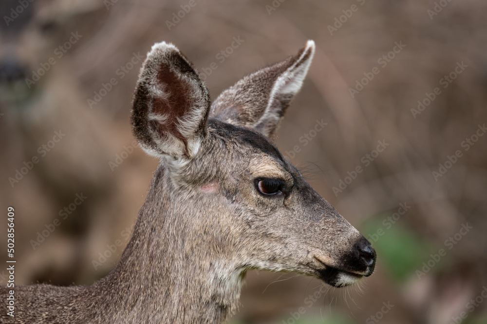 deer head