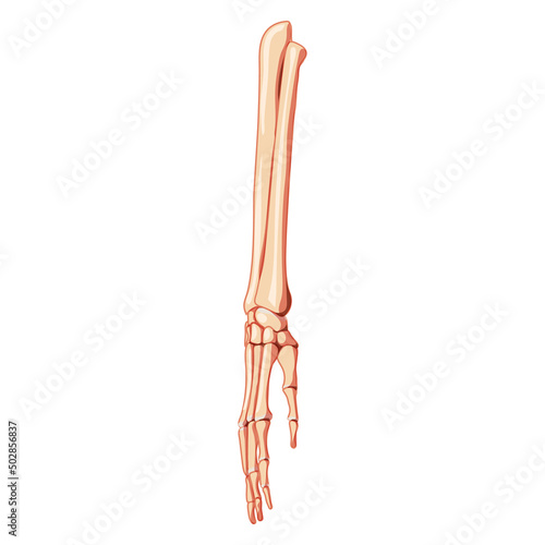 Forearms Skeleton ulna, radius, hand Human front Anterior ventral view. 3D Anatomically correct realistic flat natural color concept Vector illustration of anatomy isolated on white background