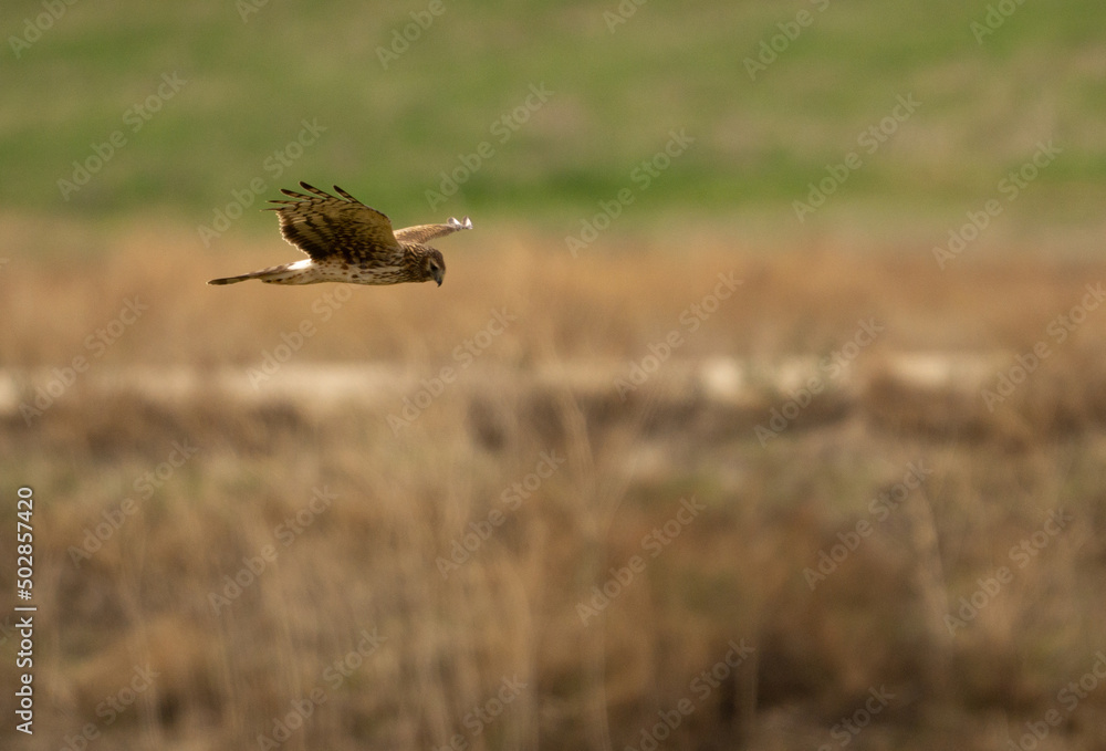Obraz premium red tail hawk flying
