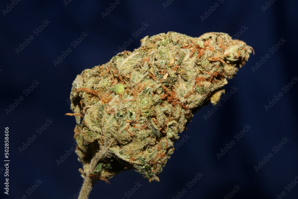 Weed bud close up botanical modern background high quality big size prints cannabis sativa family cannabaceae home decor wall poster Weed bud close up botanical modern background high quality big size prints cannabis sativa family cannabaceae home decor wall poster